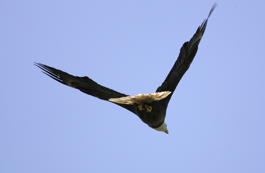 Full Size Image = 1964 K