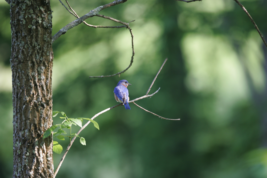 Full Size Image = 5924 K