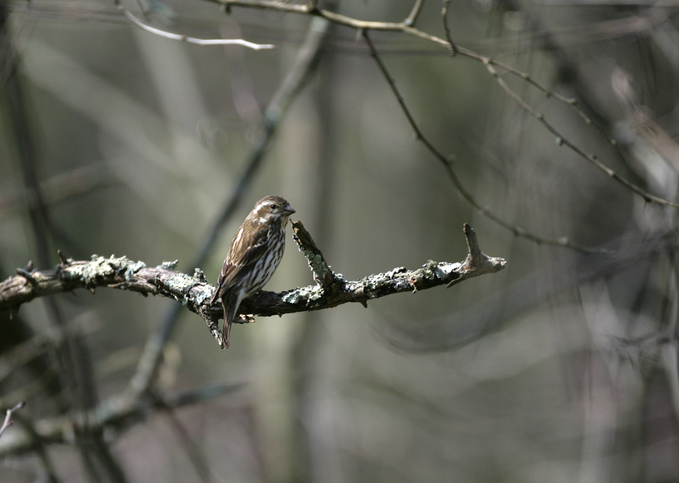 Full Size Image = 6027 K