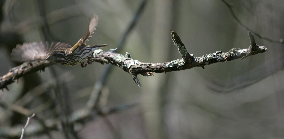 Full Size Image = 3614 K