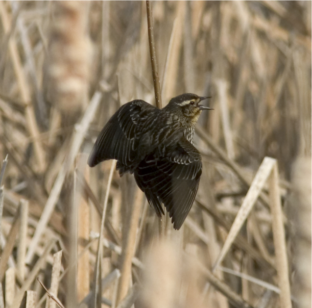 Full Size Image = 4764 K