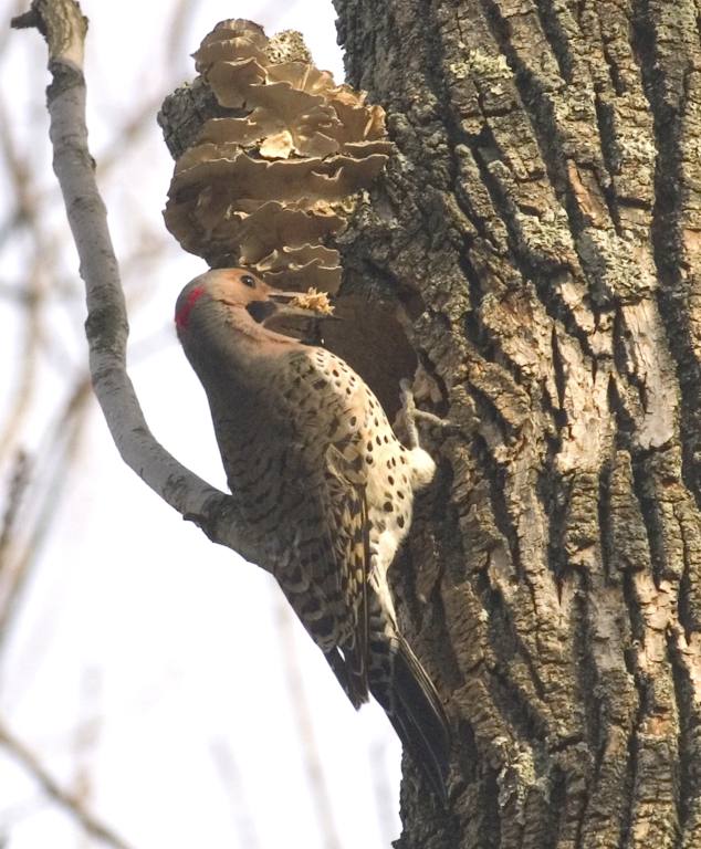 Full Size Image = 1067 K