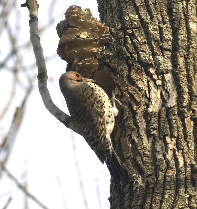 Full Size Image = 1296 K