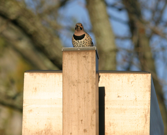 Full Size Image = 762 K