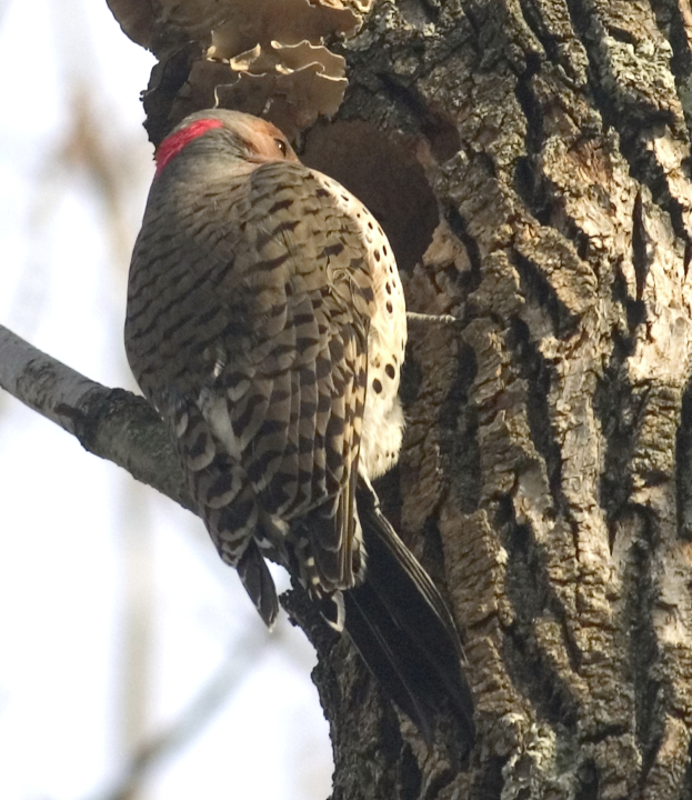 Full Size Image = 634 K