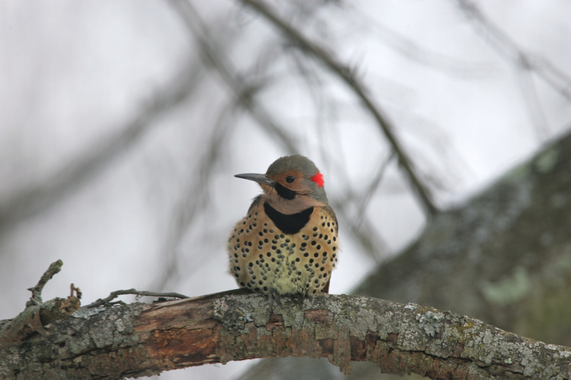 Full Size Image = 3587 K