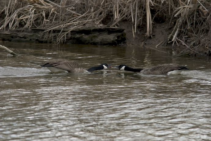 Full Size Image = 1192 K