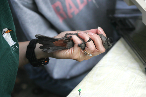 Full Size Image = 2276 K