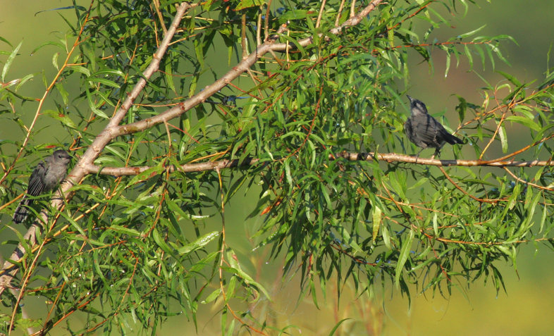 Full Size Image = 3179 K