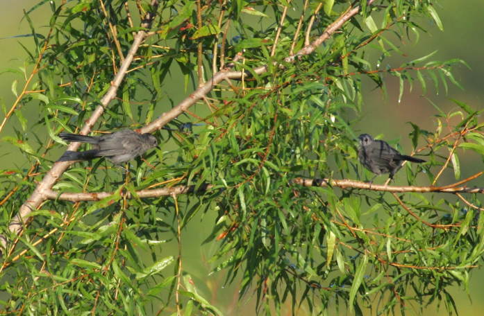 Full Size Image = 1870 K