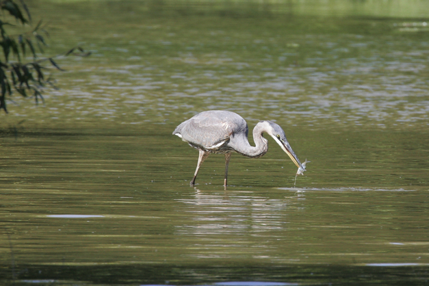 Full Size Image = 1806 K