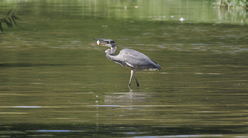 Full Size Image = 2320 K