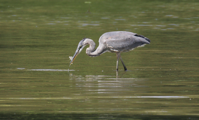 Full Size Image = 1321 K