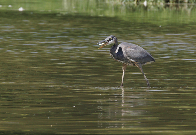 Full Size Image = 1481 K