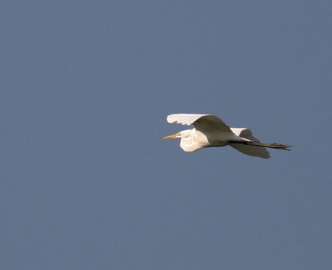 Great Egret Flight