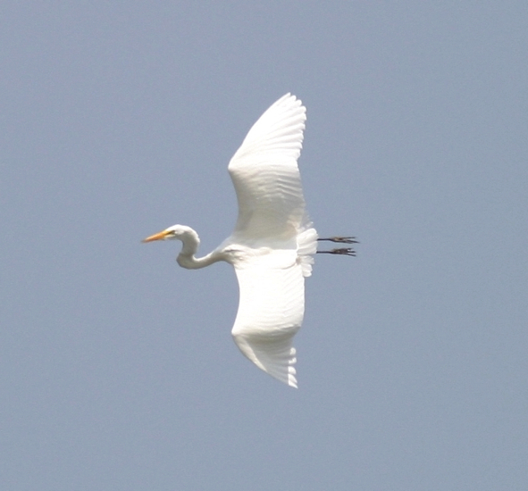 Full Size Image = 261 K