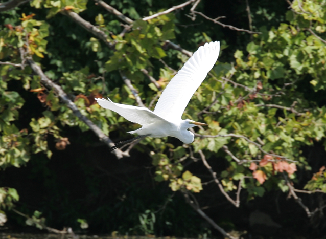 Full Size Image = 1699 K