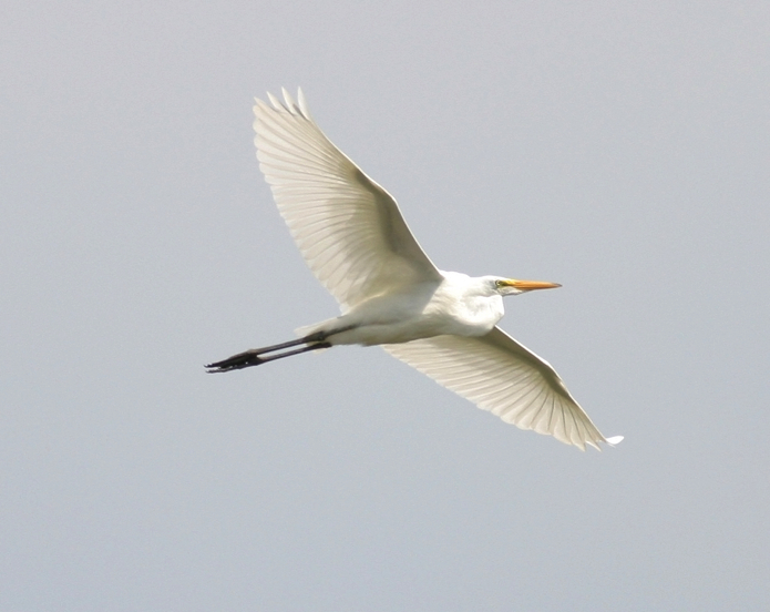 Full Size Image = 409 K