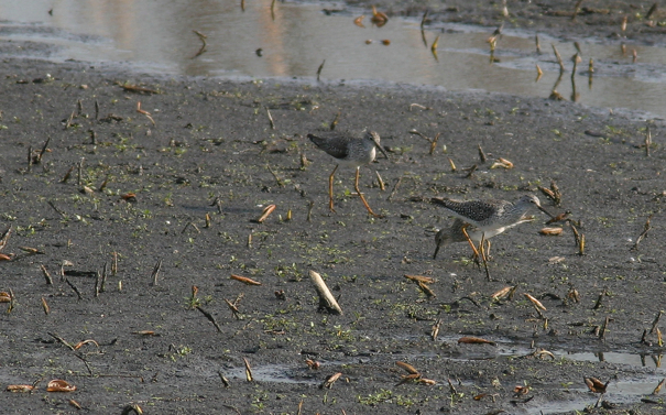 Full Size Image = 988 K