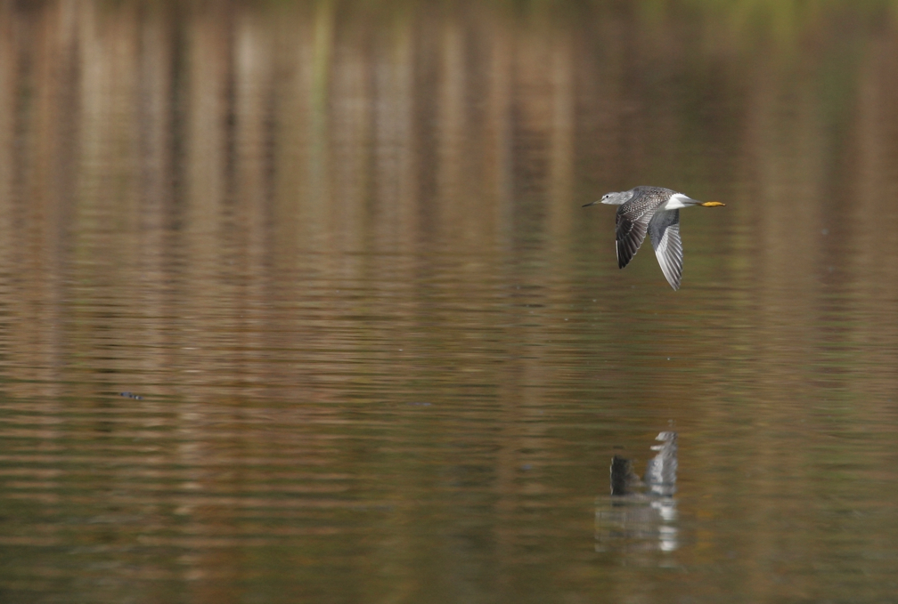 Full Size Image = 1557 K