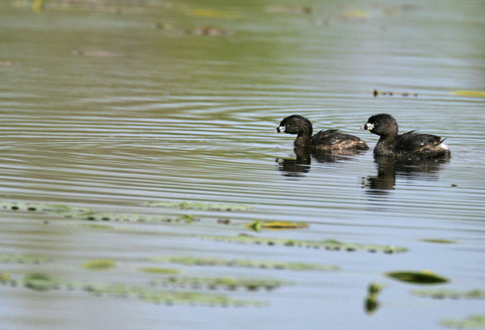 Full Size Image = 3092 K