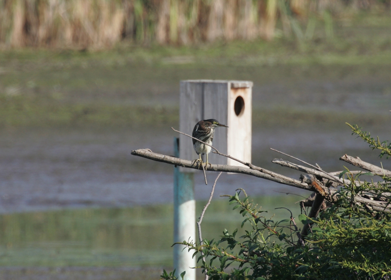 Full Size Image = 1820 K