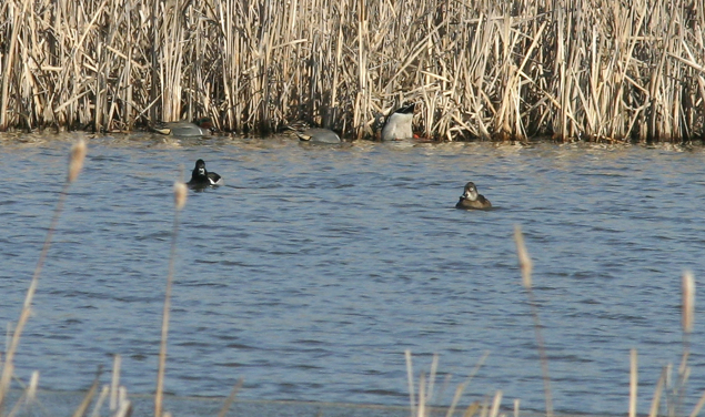 Full Size Image = 724 K