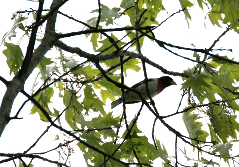 Full Size Image = 2303 K