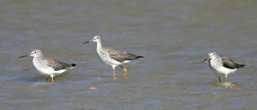 Full Size Image = 809 K