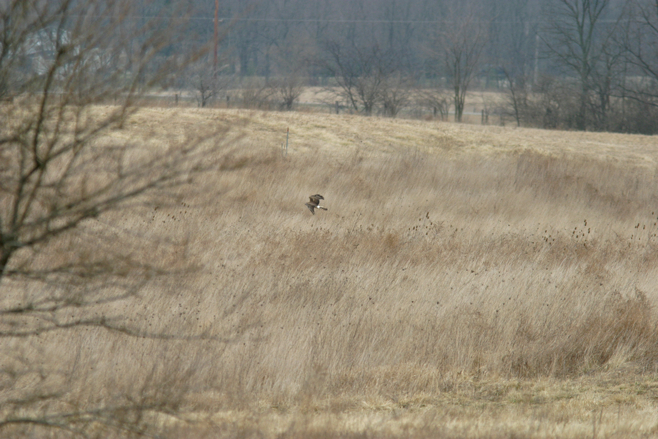 Full Size Image = 828 K