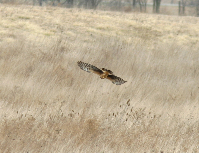 Full Size Image = 548 K