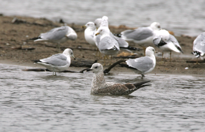 Full Size Image = 1373 K