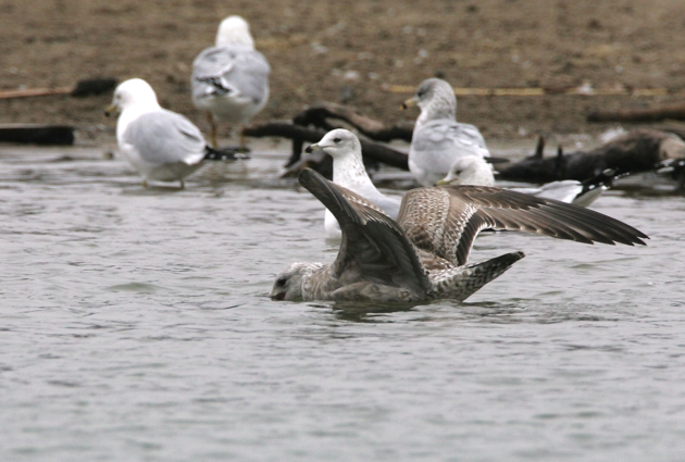 Full Size Image = 949 K