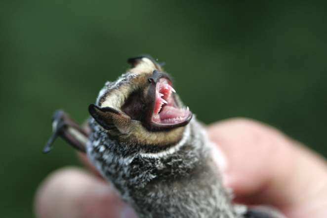 Full Size Image = 12673 K