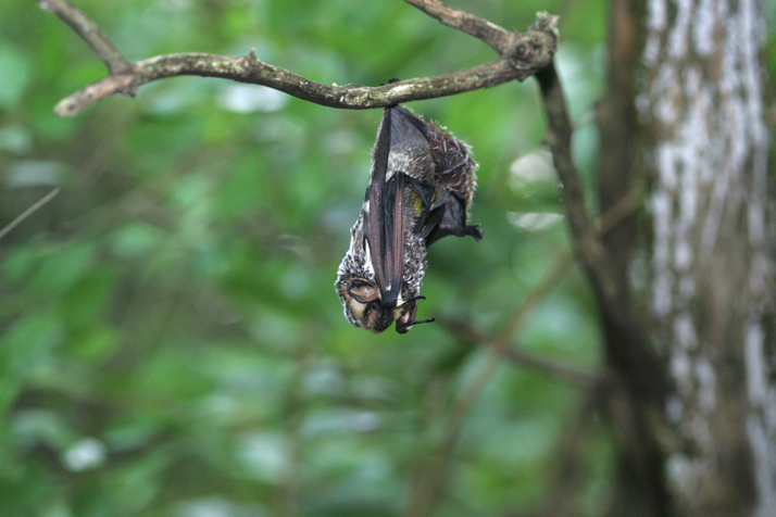 Full Size Image = 12674 K