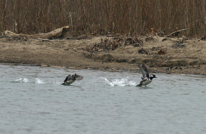 Full Size Image = 1086 K