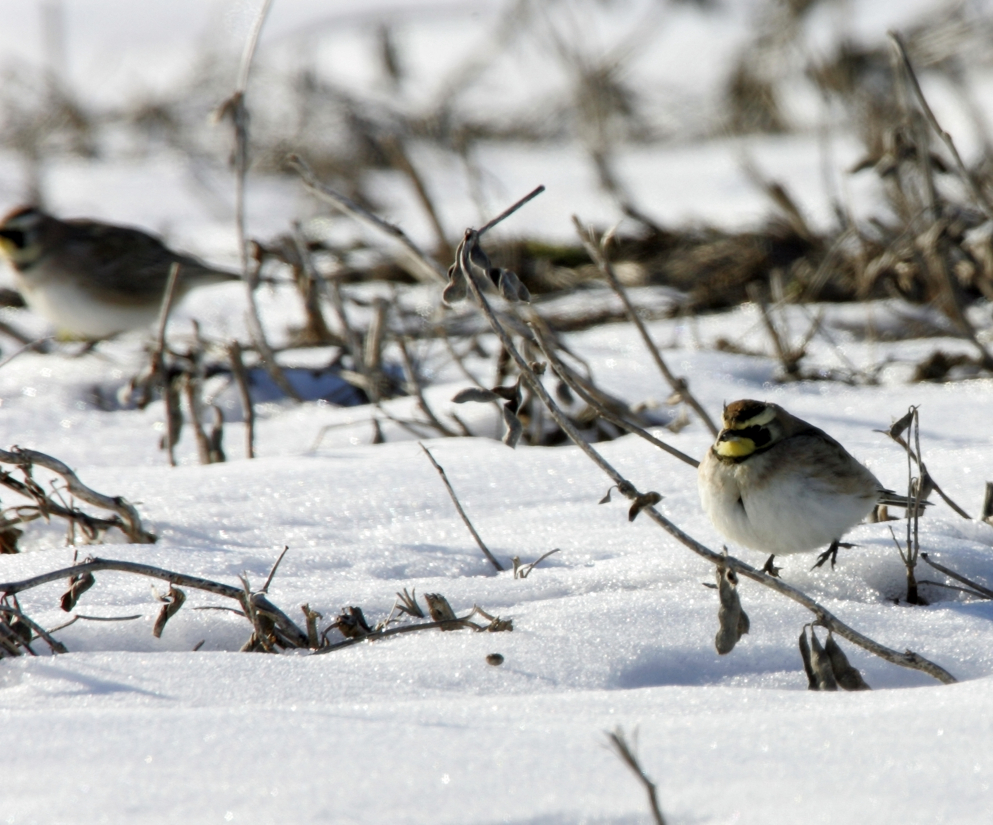 Full Size Image = 1804 K