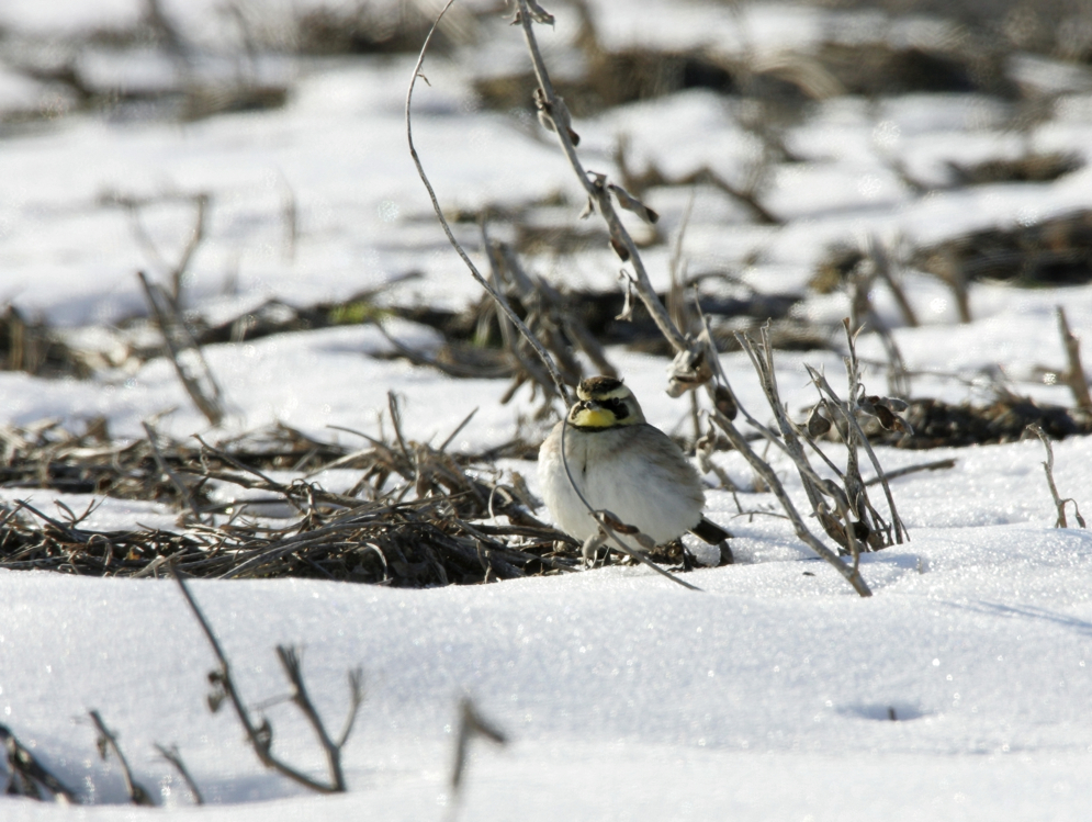 Full Size Image = 2660 K