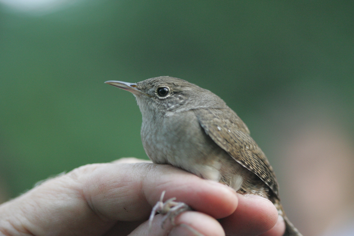 Full Size Image = 2304 K