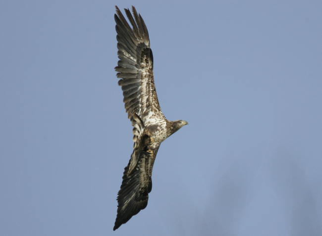 Full Size Image = 1463 K