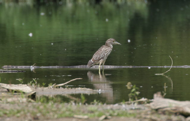 Full Size Image = 749 K