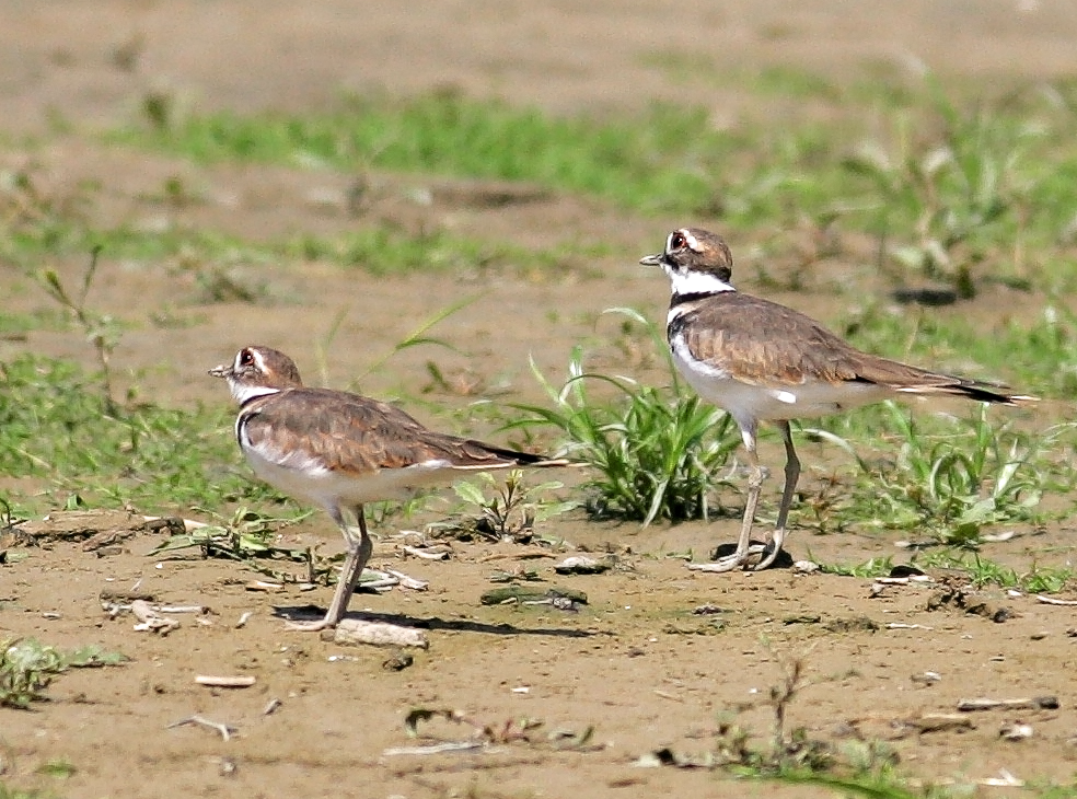 Killdeer Duo