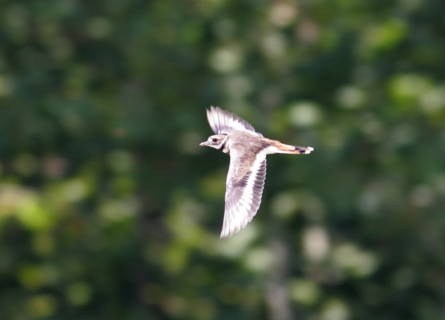 Full Size Image = 740 K