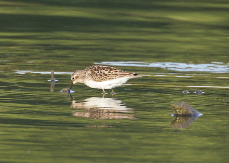 Full Size Image = 800 K