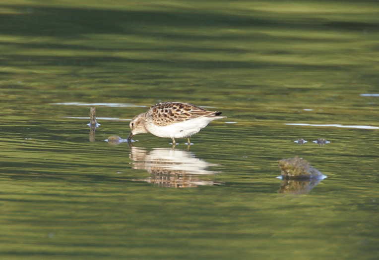 Full Size Image = 858 K