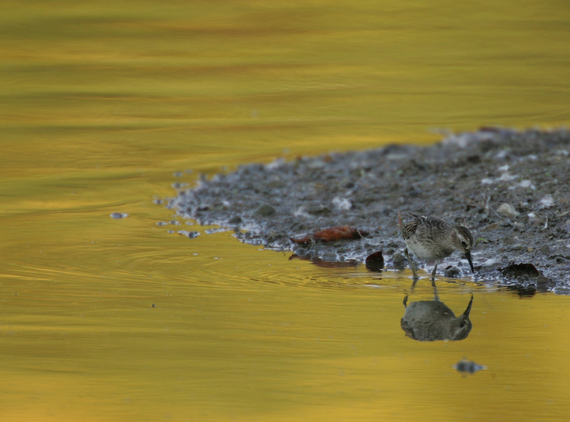 Full Size Image = 2660 K