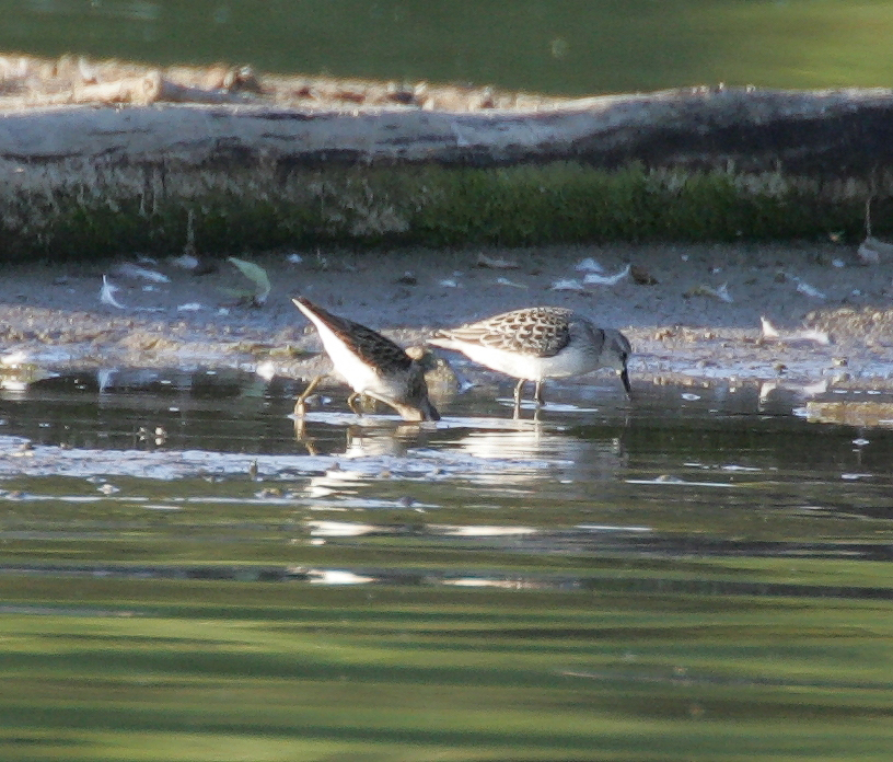 Feeding Least Sandpipers