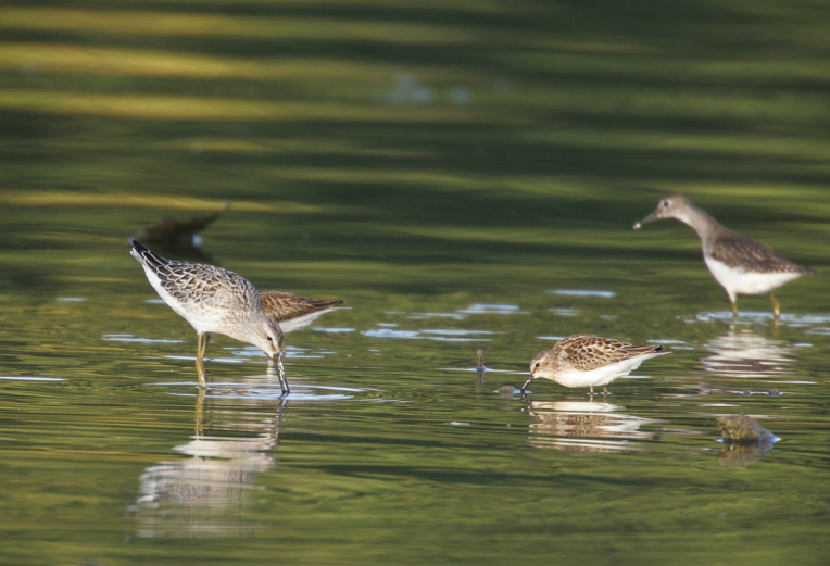 Full Size Image = 2298 K