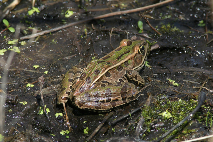 Full Size Image = 1500 K