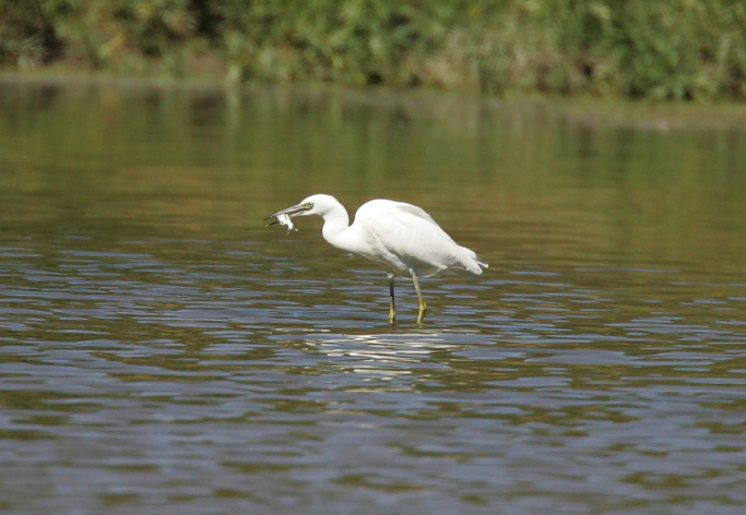 Full Size Image = 836 K